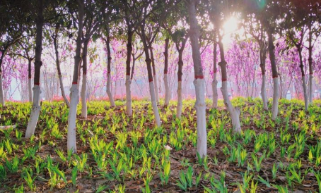 鄭州輕工業大學校園4